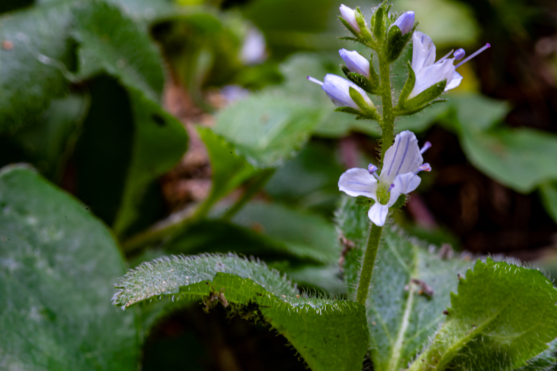 Veronica montana?  No, Veronica officinalis